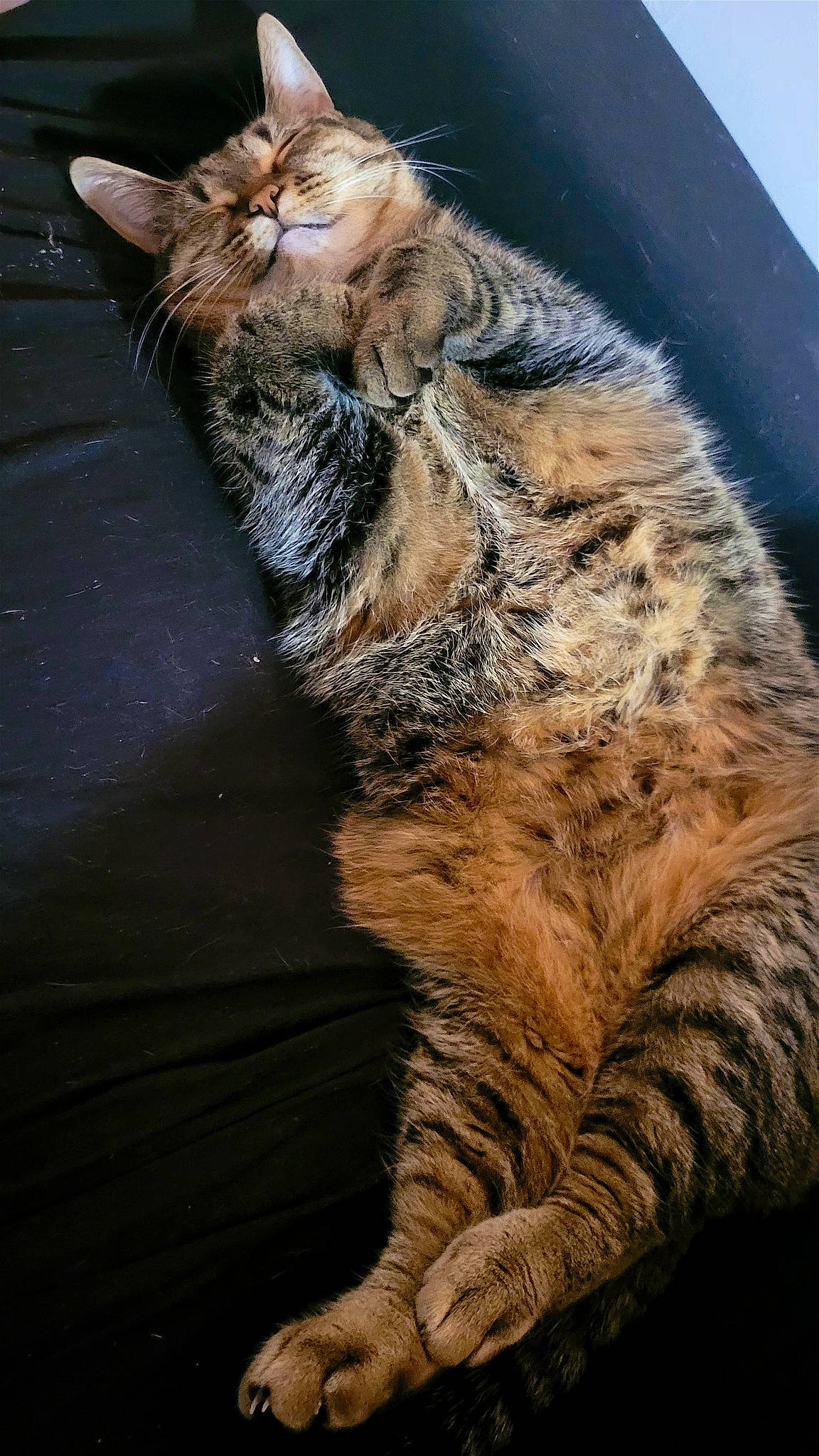 Puppet joined the competition — help win amazing prizes! carnivore, cat, claw, domestic_short_haired_cat, fawn, felidae, foot, fur, human_leg, paw, small_to_medium_sized_cats, snout, tail, terrestrial_animal, toe, whiskers, wildlife, window, wood