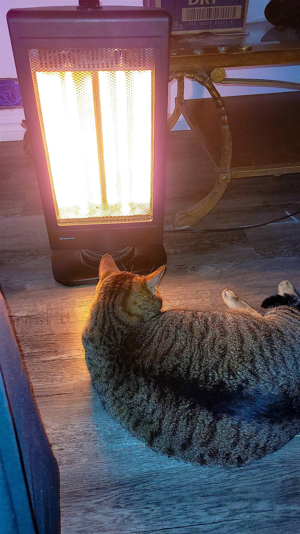 Puppet joined the competition — help win amazing prizes! automotive_lighting, carnivore, cat, comfort, domestic_short_haired_cat, felidae, flooring, fur, light, room, shadow, small_to_medium_sized_cats, tail, tints_and_shades, wall, whiskers, window, window_blind, window_covering, wood