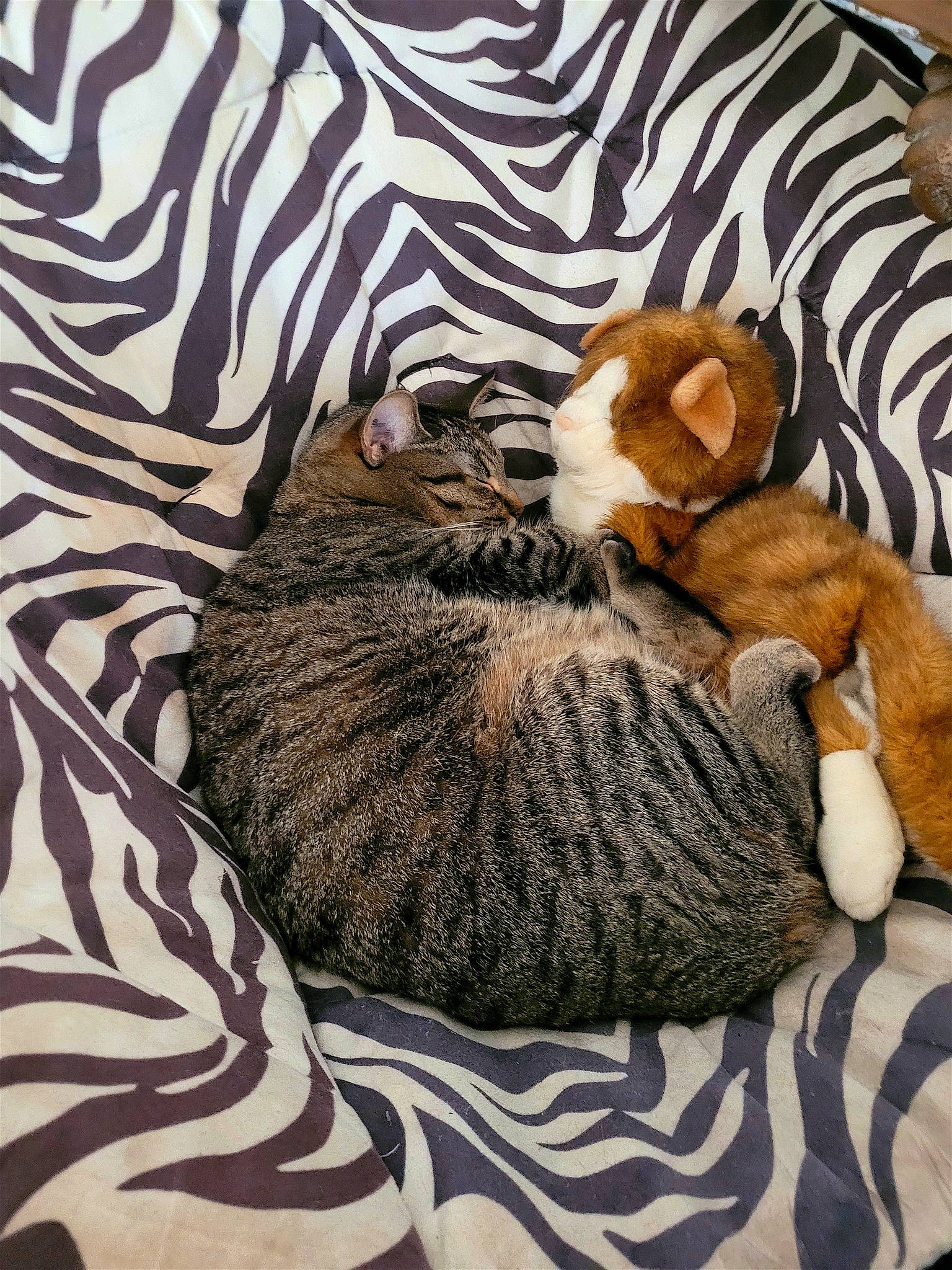 Puppet is registered to the contest to win money with this photo: bed, bedding, carnivore, cat, comfort, companion_dog, domestic_short_haired_cat, fawn, felidae, fur, linens, pattern, small_to_medium_sized_cats, snout, tail, terrestrial_animal, toy, whiskers, wildlife, wood