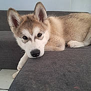 Alpha participe au concours pour gagner de l'argent avec cette photo : puppy, dog, husky, laying_down, couch, indoor, fur, ears, face, nose, animal, pet, resting, cute, young, looking, floor, paw, home, relaxed