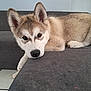puppy, dog, husky, laying_down, couch, indoor, fur, ears, face, nose, animal, pet, resting, cute, young, looking, floor, paw, home, relaxed