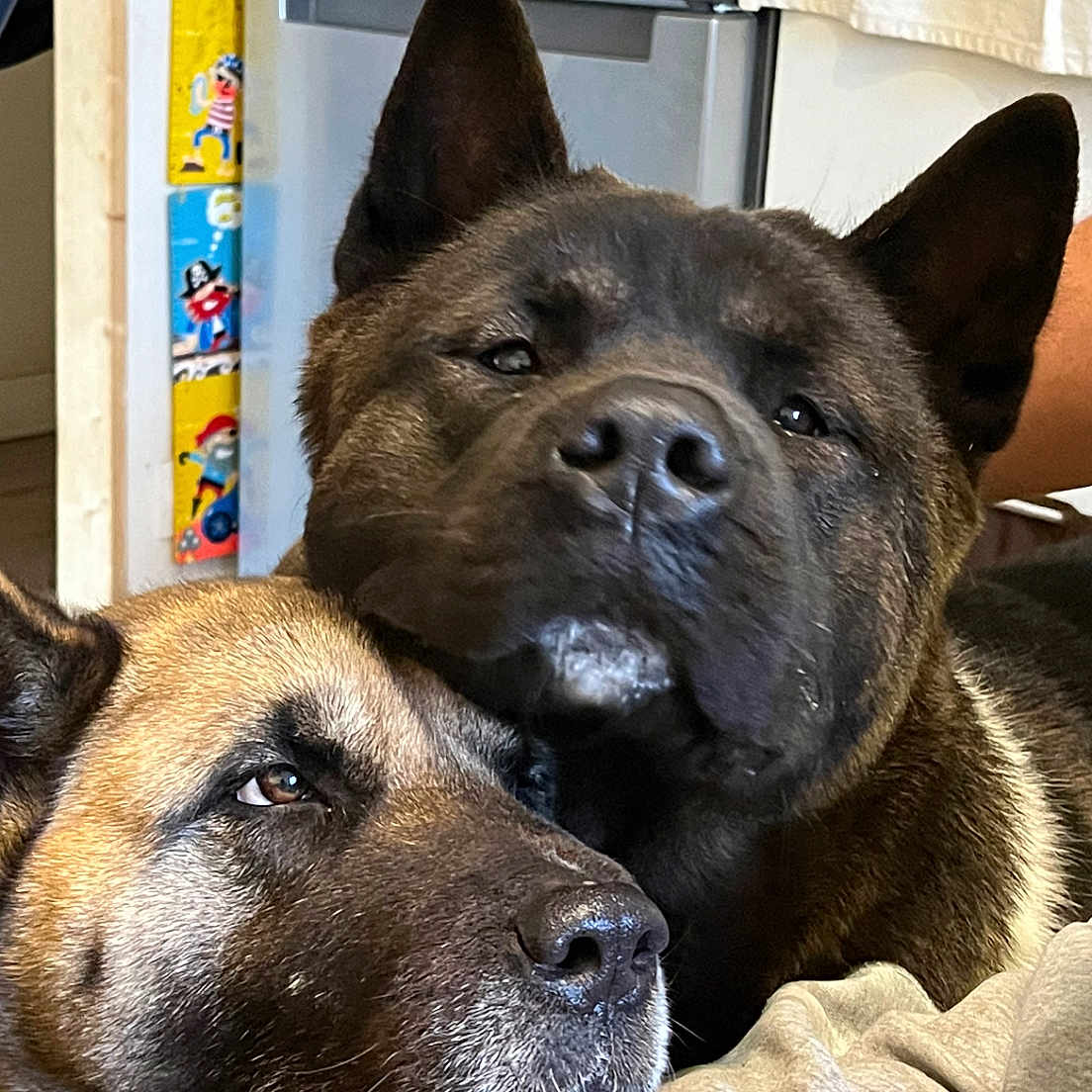 Bako a rejoint le concours — aidez-le/la à gagner de superbes lots ! animal, bulldog, canine, couch, dog, furniture, germanshepherd, hound, husky, indoors, interiordesign, labradorretriever, person, pet, policedog, puppy, shelf, sleeping, snout, wood