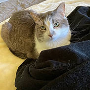 Josie is registered to the contest to win money with this photo: animal, bed, blanket, cat, cozy, cute, domestic_animal, fabric, feline, fur, gray_cat, green_eyes, indoor, pet, relaxed, resting, sleepy, soft, whiskers, white_cat