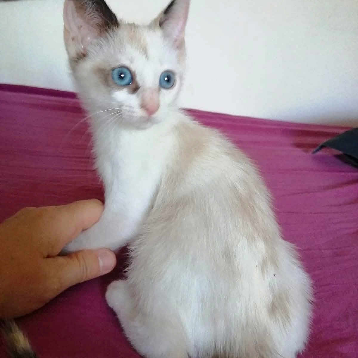 Vanille a rejoint le concours — aidez-le/la à gagner de superbes lots ! kitten, cat, blue_eyes, bed, human_hand, fur, pet, indoor, animal, cute, young, whiskers, tail, pink_bedspread, white_fur, curious, sitting, domestic_cat, looking_away, soft_light