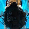 dog, black_dog, fluffy, long_hair, puppy, pet, animal, portrait, close_up, face, eyes, nose, mouth, teeth, blue_carrier, fabric, indoors, sitting, cute, photography