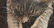 Meow Meow is registered to the contest to win money with this photo: animal, cat, close_up, cozy, cute, domestic_cat, fluffy_blanket, fur, gray_tabby, indoor, nap, paws, peaceful, pet, relaxation, resting, sleeping, soft_light, texture, whiskers