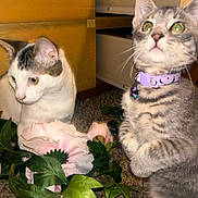 Meow Meow is registered to the contest to win money with this photo: animal, artificial_flowers, carpet, cat, cats, close_up, collar, curious, domestic_cat, eye_contact, flowers, furniture, green_leaves, indoor, pets, playful, purple_collar, two_animals, whiskers, wooden_furniture