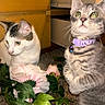 animal, artificial_flowers, carpet, cat, cats, close_up, collar, curious, domestic_cat, eye_contact, flowers, furniture, green_leaves, indoor, pets, playful, purple_collar, two_animals, whiskers, wooden_furniture
