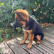 Blue a rejoint le concours — aidez-le/la à gagner de superbes lots ! puppy, german_shepherd, dog, wooden_deck, outdoor, greenery, leaves, sunlight, nature, pet, young_dog, sitting, fur, canine, animal, side_view, daylight, garden, cute, fluffy