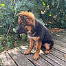 puppy, german_shepherd, dog, wooden_deck, outdoor, greenery, leaves, sunlight, nature, pet, young_dog, sitting, fur, canine, animal, side_view, daylight, garden, cute, fluffy