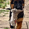 Blue a rejoint le concours — aidez-le/la à gagner de superbes lots ! puppy, german_shepherd, dog, toy, stuffed_animal, outdoor, garden, pathway, grass, plants, ears, fur, cute, pet, young_dog, playful, animal, nature, sidewalk, house