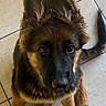 Blue a rejoint le concours — aidez-le/la à gagner de superbes lots ! german_shepherd, puppy, dog, pet, ears, fur, brown, black, floor, tile, animal, canine, cute, young, sitting, looking_up, indoors, adorable, fluffy, companion