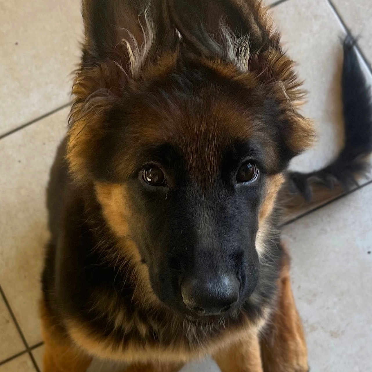 Blue a rejoint le concours — aidez-le/la à gagner de superbes lots ! german_shepherd, puppy, dog, pet, ears, fur, brown, black, floor, tile, animal, canine, cute, young, sitting, looking_up, indoors, adorable, fluffy, companion