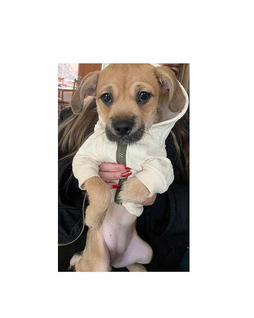 Nala