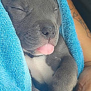 Skye is registered to the contest to win money with this photo: puppy, dog, sleeping, tongue_out, blue_towel, gray_fur, cute, hands, tattoo, close_up, pet, cozy, resting, animal, snuggled, paw, soft, adorable, domestic_animal, companion