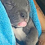 puppy, dog, sleeping, tongue_out, blue_towel, gray_fur, cute, hands, tattoo, close_up, pet, cozy, resting, animal, snuggled, paw, soft, adorable, domestic_animal, companion