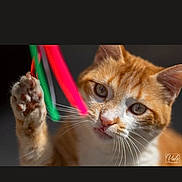 Garfield participe au concours pour gagner de l'argent avec cette photo : cat, orange_cat, white_cat, paw, whiskers, playful, close_up, pet, animal, curious, feline, indoor, colorful_strings, focus, portrait, cute, tabby, fur, eyes, claw