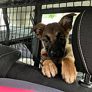 Volt a rejoint le concours — aidez-le/la à gagner de superbes lots ! puppy, dog, car, backseat, mesh_barrier, curious, pet, animal, ears, paws, collar, leather, seat, window, transportation, domestic_animal, young, cute, inside, vehicle