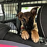 puppy, dog, car, backseat, mesh_barrier, curious, pet, animal, ears, paws, collar, leather, seat, window, transportation, domestic_animal, young, cute, inside, vehicle