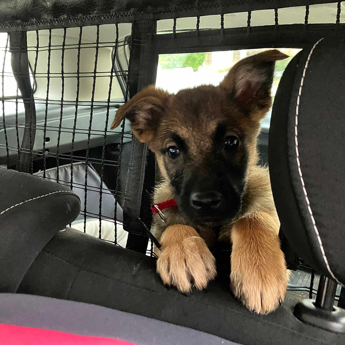 Volt a rejoint le concours — aidez-le/la à gagner de superbes lots ! puppy, dog, car, backseat, mesh_barrier, curious, pet, animal, ears, paws, collar, leather, seat, window, transportation, domestic_animal, young, cute, inside, vehicle