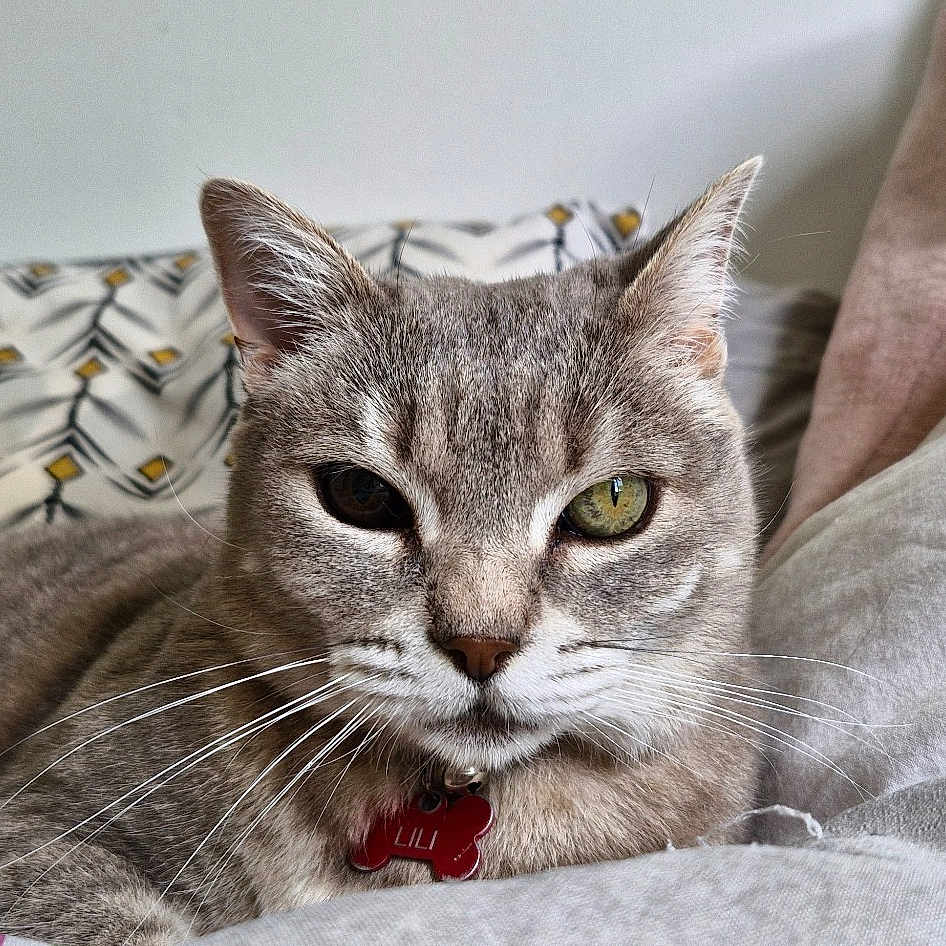 Lili