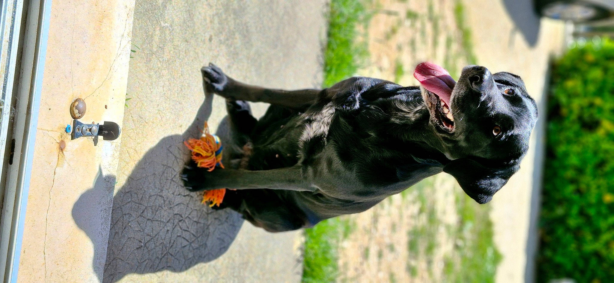 Nina participe au concours pour gagner de l'argent avec cette photo : art, canidae, dog, dog_breed, eye, grass, monument, plant, sculpture, snout, sporting_group, statue, tail, tree, water