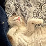 Milo is registered to the contest to win money with this photo: cat, sleeping, fluffy, pet, indoor, blanket, cozy, fur, whiskers, paws, relaxed, cute, animal, domestic, resting, comfort, closeup, pattern, soft, nap