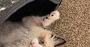 Milo is registered to the contest to win money with this photo: kitten, cat, blue_eyes, fluffy, pet_cave, gray, carpet, indoor, playful, cute, animal, fur, whiskers, paw, tail, cozy, pet, young, domestic, curious