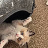 kitten, cat, blue_eyes, fluffy, pet_cave, gray, carpet, indoor, playful, cute, animal, fur, whiskers, paw, tail, cozy, pet, young, domestic, curious