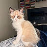 Milo joined the competition — help win amazing prizes! kitten, cat, fluffy, blue_eyes, indoor, blanket, furniture, television, bookshelf, animal, pet, sitting, cute, young, fur, portrait, domestic, cozy, whiskers, curious