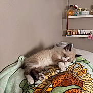 Milo joined the competition — help win amazing prizes! kitten, sleeping, blanket, sunflower, fluffy, pet, indoor, cozy, cute, feline, soft, resting, animal, paw, fur, bedroom, shelf, bottles, decor, quiet