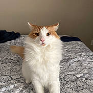 Ginger is registered to the contest to win money with this photo: cat, fluffy, white, orange, bed, bedspread, patterned, indoor, pet, animal, fur, whiskers, ears, paws, looking, cute, domestic, calm, feline, portrait