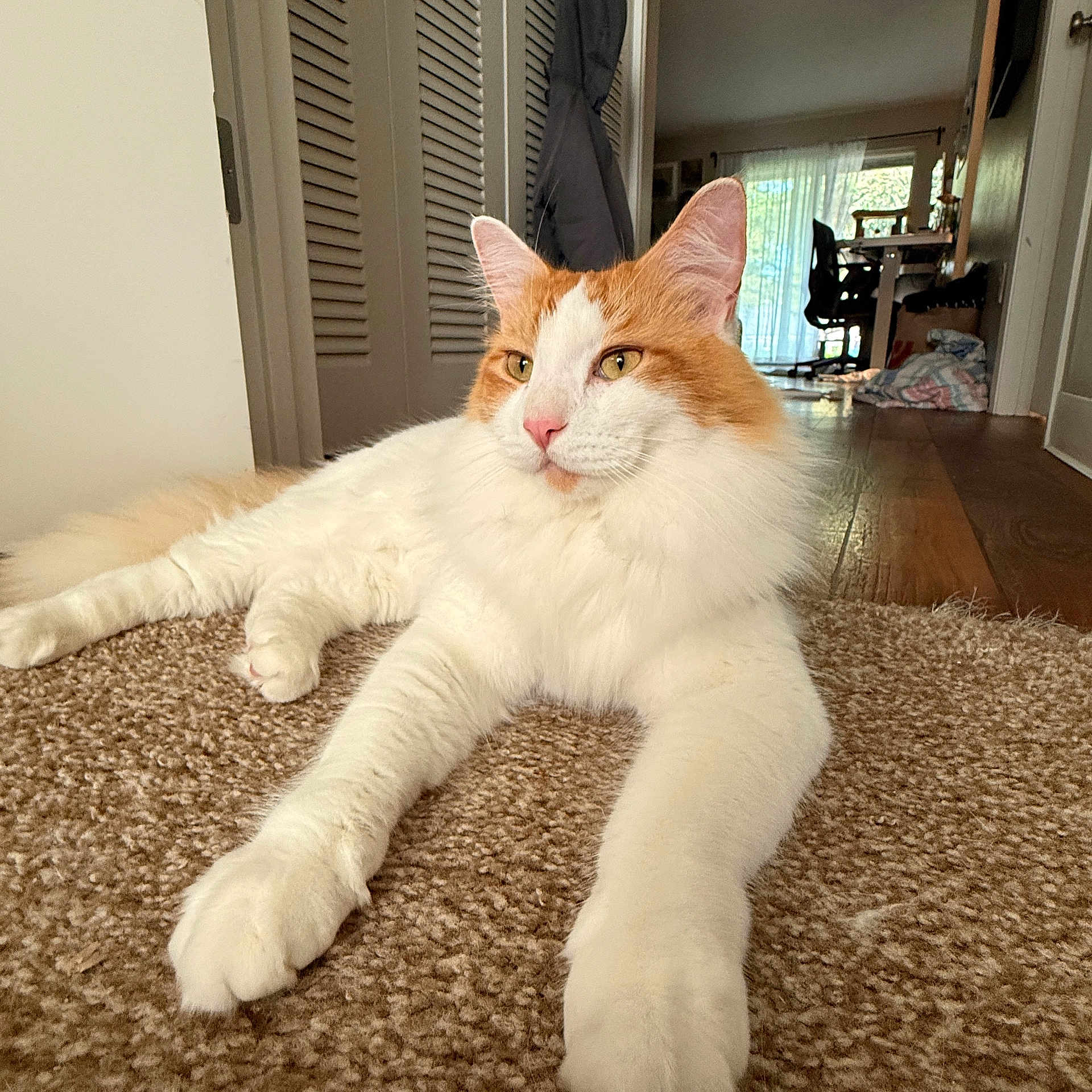Ginger