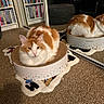 Ginger joined the competition — help win amazing prizes! cat, orange_and_white_cat, cat_scratch_pad, mirror, reflection, rug, carpet, bookshelf, books, indoor, pet, feline, cozy, home, furniture, floor, animal, resting, cute, domestic