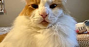 Ginger is registered to the contest to win money with this photo: cat, fluffy, orange, white, pet, indoor, closeup, face, fur, whiskers, ears, toy, knitted, bed, cozy, animal, portrait, cute, relaxed, feline