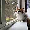 Ginger is registered to the contest to win money with this photo: cat, orange_cat, white_cat, windowsill, window, indoor, pet, animal, feline, fur, resting, calm, natural_light, blurred_background, greenery, flowers, cozy, domestic, close_up, portrait