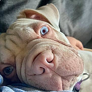 Dougie is registered to the contest to win money with this photo: dog, closeup, blue_eyes, wrinkles, nose, pet, animal, face, canine, relaxed, soft, fur, portrait, cute, domestic_animal, whiskers, laying_down, indoor, collar, sleepy