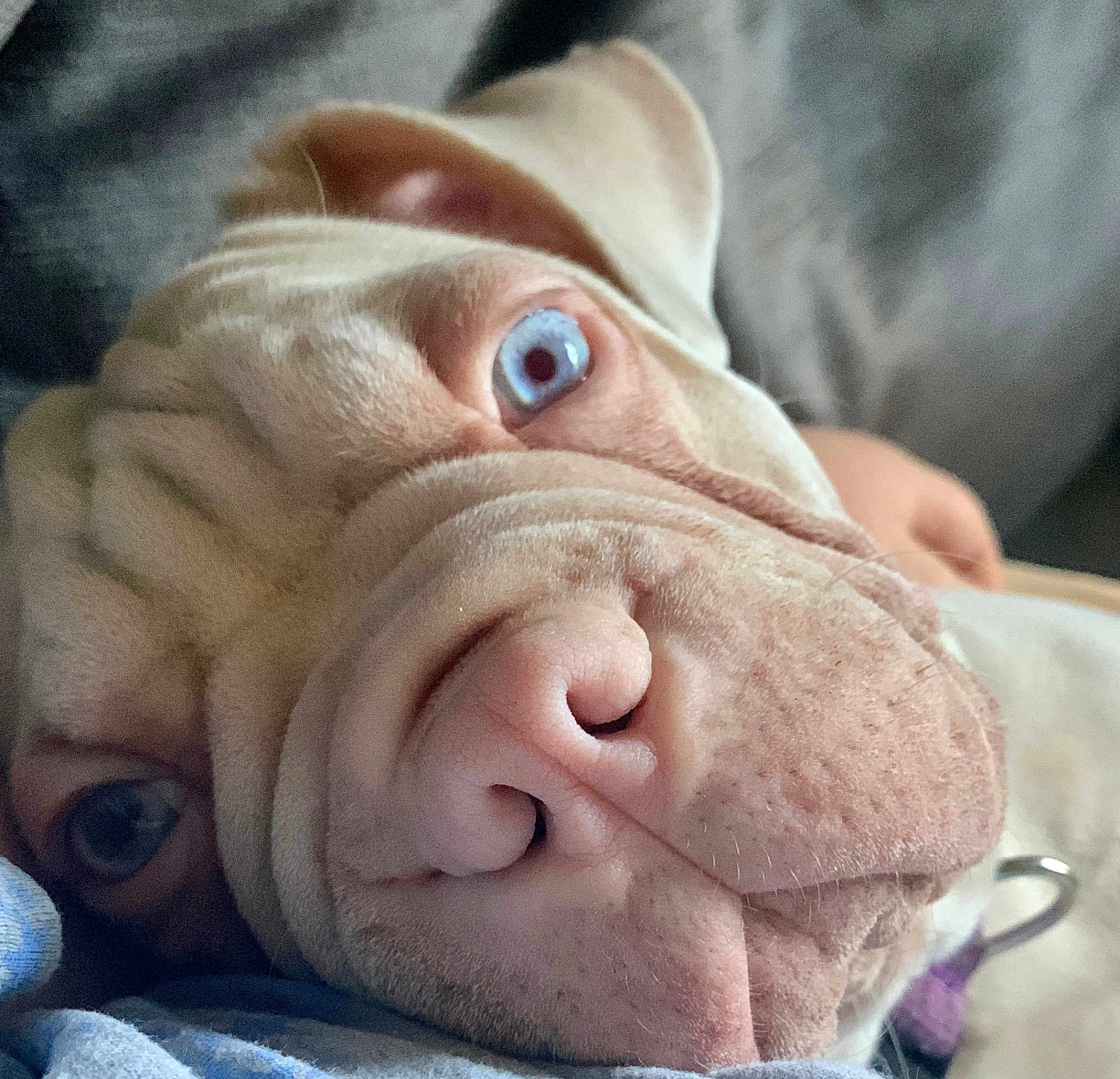 Dougie