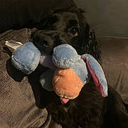 Marlo joined the competition — help win amazing prizes! animal, black_dog, blue_toy, companion, couch, cozy, dog, ears, eyes, fur, home, indoor, mouth, orange_toy, pet, plush, relaxed, snout, stuffed_toy, toy_in_mouth