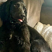 Marlo joined the competition — help win amazing prizes! dog, black_dog, tongue_out, couch, blanket, indoor, pet, fur, relaxed, side_view, canine, companion, domestic_animal, cozy, furniture, resting, cute, curly_fur, expression, portrait