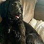 dog, black_dog, tongue_out, couch, blanket, indoor, pet, fur, relaxed, side_view, canine, companion, domestic_animal, cozy, furniture, resting, cute, curly_fur, expression, portrait