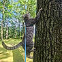Nova Lee joined the competition — help win amazing prizes! cat, gray_tabby, tree, climbing, harness, leash, outdoor, forest, nature, sunlight, greenery, animal, feline, daylight, grass, trunk, pet, wildlife, mammal, summer