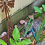 Nova Lee joined the competition — help win amazing prizes! cat, gray_tabby, garden, plants, green_leaves, rocks, rusty_windmill, harness, blue_leash, outdoor, nature, resting, feline, pets, leaves, soil, wall, decoration, quiet, hidden