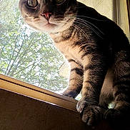 Nova Lee joined the competition — help win amazing prizes! cat, tabby, window, windowsill, pet, animal, fur, whiskers, closeup, curious, indoor, screen, light, paw, nature, outdoor, daylight, mammal, portrait, domestic_cat