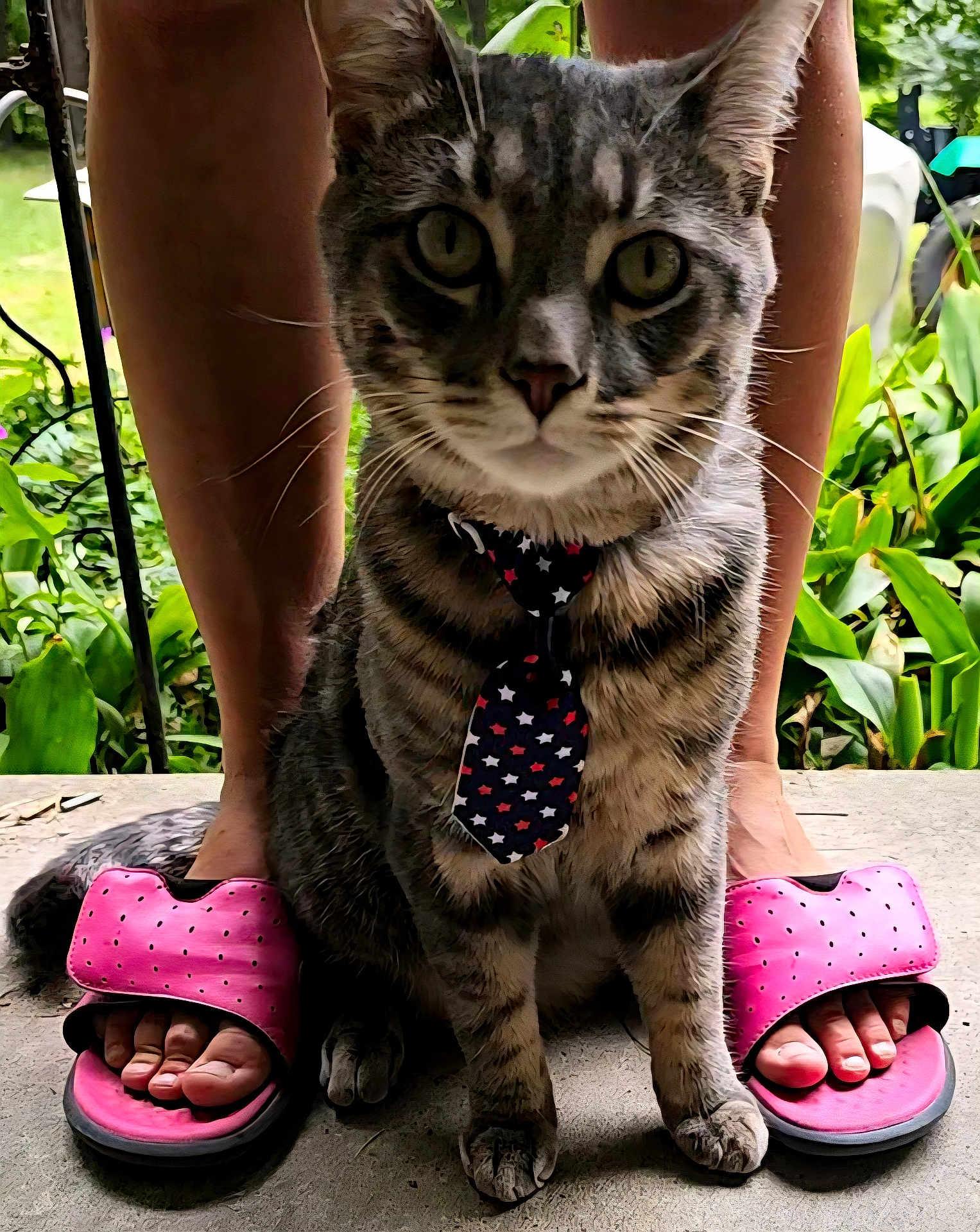 Nova Lee is registered to the contest to win money with this photo: cat, tabby, tie, pink_slippers, feet, person, legs, outdoor, garden, greenery, concrete_floor, animal, pet, whiskers, fur, closeup, sitting, front_paws, domestic_cat, casual