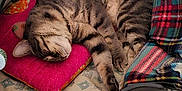 Nova Lee joined the competition — help win amazing prizes! cat, tabby_cat, sleeping, pink_pillow, plaid_blanket, patterned_blanket, indoor, cozy, resting, feline, pet, fur, whiskers, paw, home, comfort, relaxation, animal, domestic_animal, cute