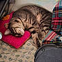 cat, tabby_cat, sleeping, pink_pillow, plaid_blanket, patterned_blanket, indoor, cozy, resting, feline, pet, fur, whiskers, paw, home, comfort, relaxation, animal, domestic_animal, cute