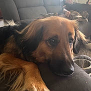Arnie is registered to the contest to win money with this photo: dog, couch, person, living_room, pet, resting, indoor, furniture, relaxing, brown_dog, black_dog, casual, home, companion, cozy, adult, glasses, seated, canine, comfort