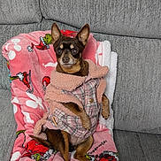 Zoey joined the competition — help win amazing prizes! adorable, blanket, chihuahua, coat, couch, cozy, dog, dog_clothes, ears, eyes, fabric, fur, indoor, paws, pet, pink_blanket, portrait, sitting, small_dog, sofa