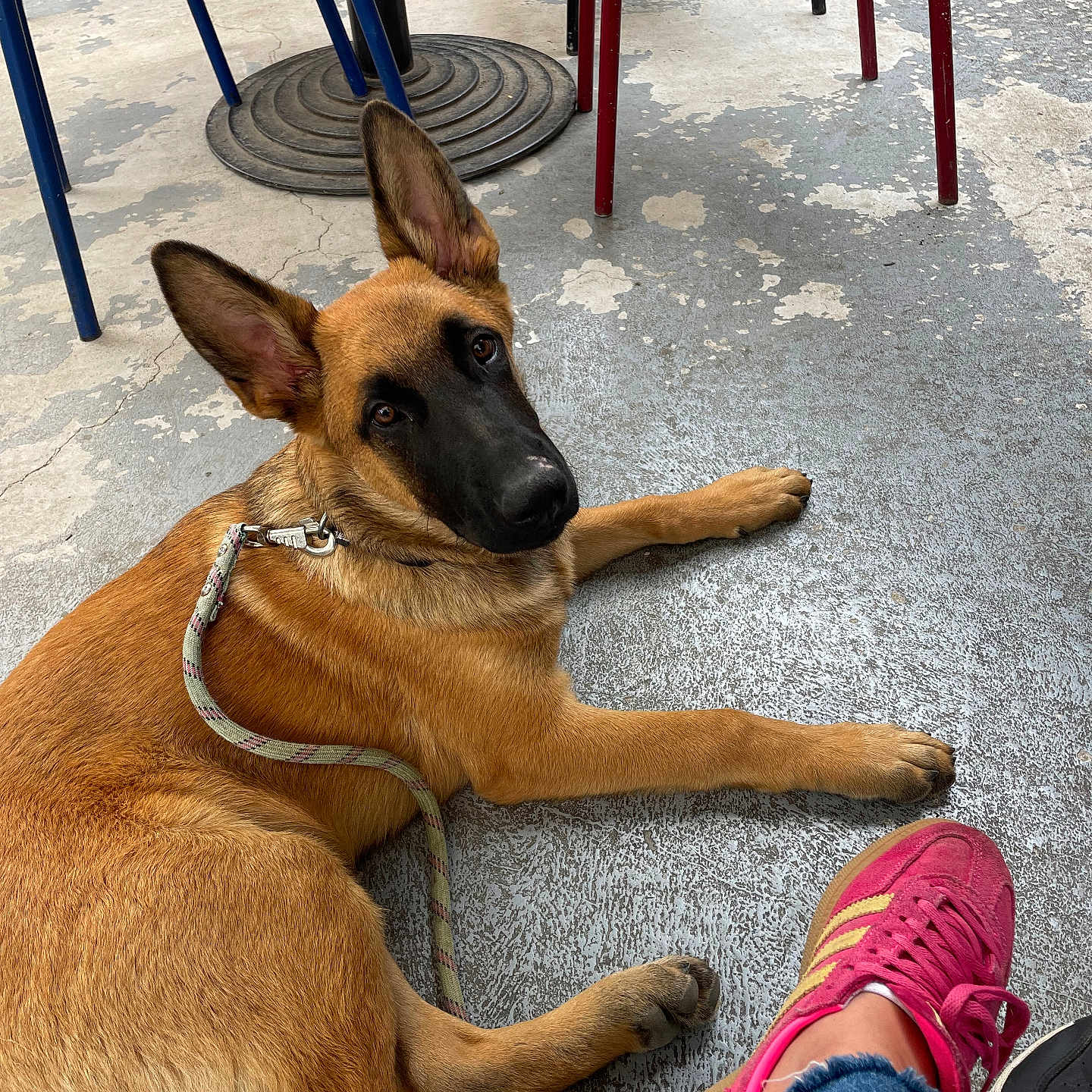 Urus participe au concours pour gagner de l'argent avec cette photo : accessories, animal, canine, chair, clothing, dog, footwear, furniture, germanshepherd, jeans, pants, person, pet, puppy, runningshoe, sandal, shoe, sneaker, strap, wood